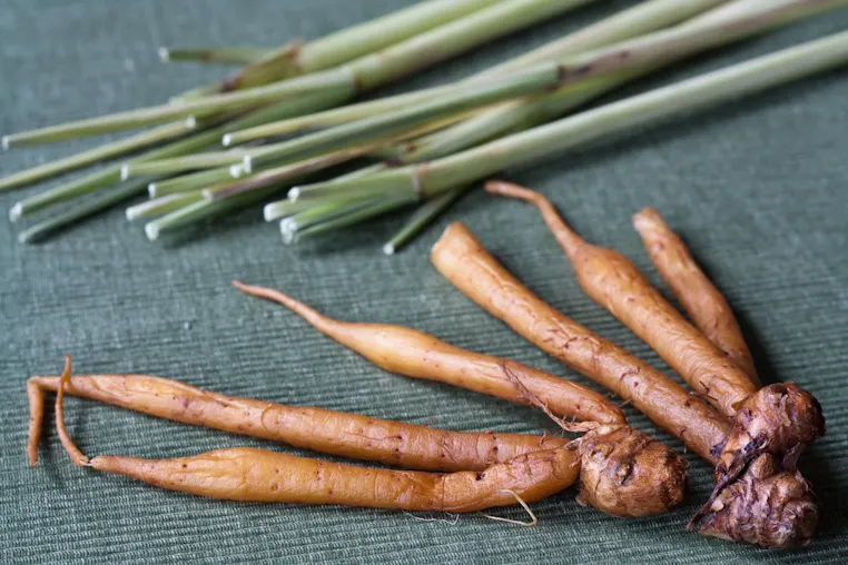 Chinese Key aka Fingerroot aka "rhizome" (because why make things easy?)
