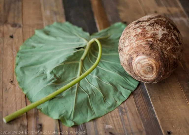 Taro root and leaf, aka Colocasia esculenta